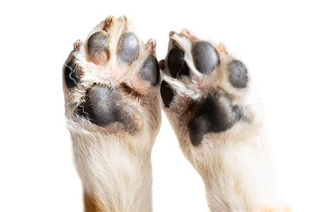 pawmanaga|A Dog.